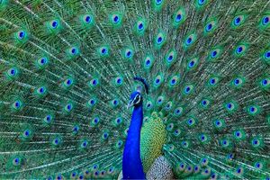 طاووس‌ها از دُم خود لیزر شلیک می‌کنند!