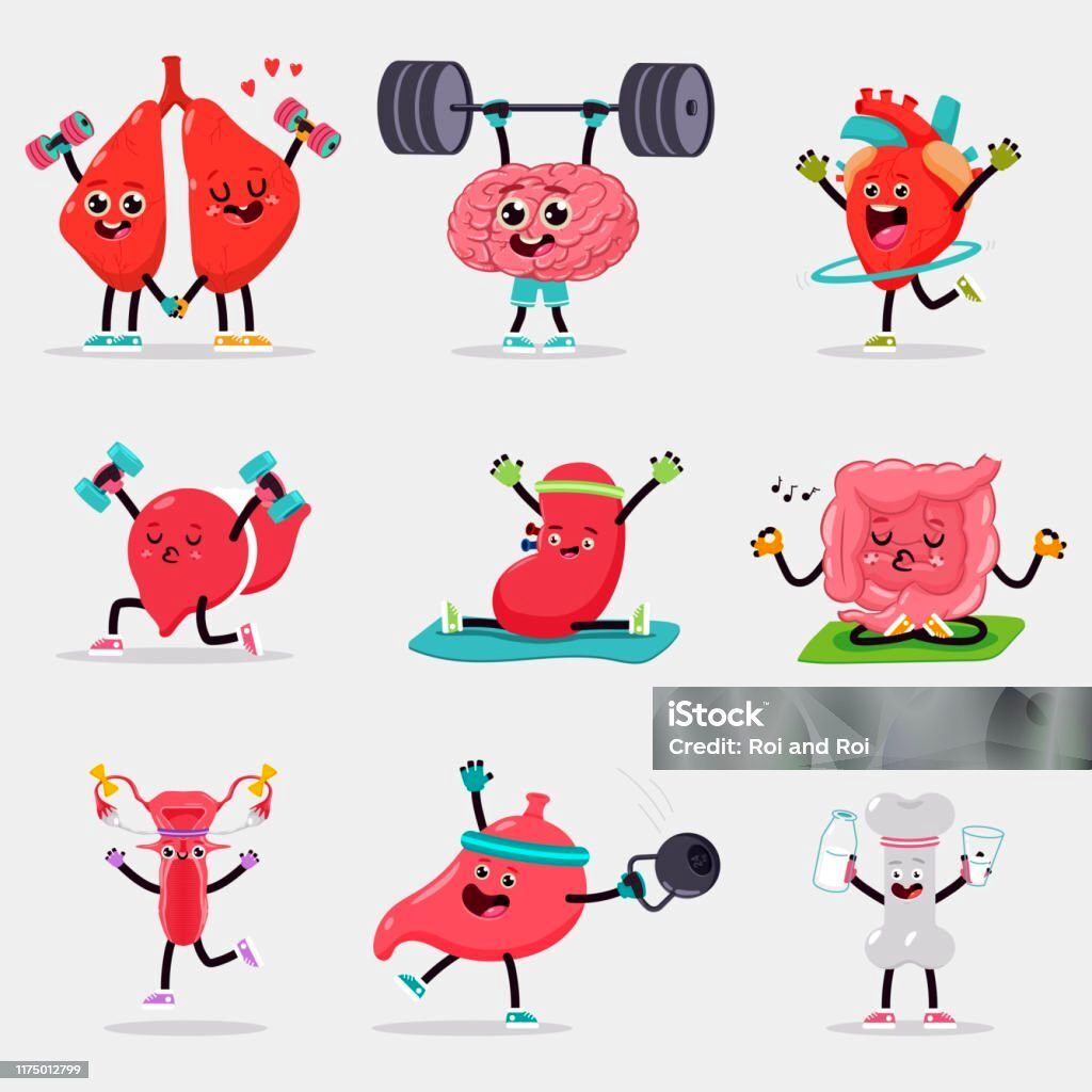 هر اندام دوستدار چه ورزشی است؟/ بررسی علمی تأثیر ورزش بر اندام‌های حیاتی؛ از پیاده‌روی تا خنده و مدیتیشن