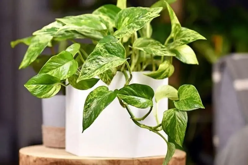 گیاهان آپارتمانی