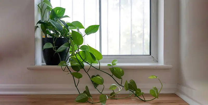 گیاهان آپارتمانی