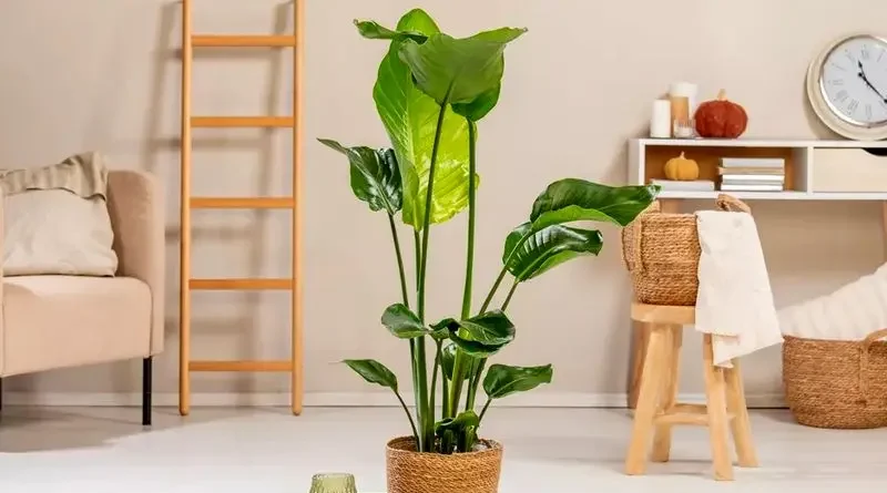 گیاهان آپارتمانی